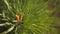 Closeup of fresh pine branches with pine buds on a summer warm day.