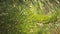 Closeup of fresh pine branches with pine buds on a summer warm day.