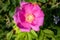 Closeup of a fresh pink Rosa Rugosa or fuchsia blooming Beach Rose conveys love concept, freshness and intimacy illustration