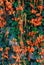 Closeup Fresh Pyrostegia Venusta/ Orange Trumpet/ Flame Flower/ Firecracker Vine Background