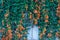 Closeup Fresh Pyrostegia Venusta/ Orange Trumpet/ Flame Flower/ Firecracker Vine Background