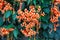 Closeup Fresh Pyrostegia Venusta/ Orange Trumpet/ Flame Flower/ Firecracker Vine Background