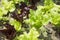 Closeup of fresh red and green lettuces