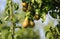 Closeup of fresh ripe pears pyrus communis abate betel hanging in tree with green leaves in summer
