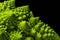 Closeup of fresh romanesco cauliflower