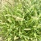 Closeup of fresh Setaria viridis grasses by the roadside in the wild