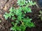 Closeup fresh small green leaves of Rockweed, Artillery plant, Gunpowder plant, Brilhantina (Pilea Microphylla Liebm)