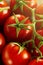 Closeup of fresh tasty red tomatoes. Sunny daylight. Healthy foo