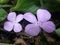 Closeup Fresh two flower Calathea picturata flower is a species of plant in the family Marantaceae blooming in a pot