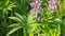 Closeup of fresh vivid green lupines leaves with a raindrop drop dew and purple flowers after rain on the sun. Nature