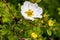 Closeup of fresh white blooming cinquefoil shrub bush growing in the garden