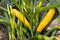 Closeup of fresh yellow zucchinis in our own biological garden