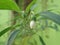 Closeup fresh young chili flower buds in a pot on a blurred background