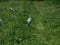 Closeup. Freshly cut Hay, Pearl Millet and Oats grass plantation. White Egret Birds