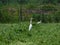 Closeup. Freshly cut Hay, Pearl Millet and Oats grass plantation. White Egret Birds