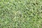 Closeup of Freshly Mowed Green Grass Lawn Background