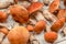 Closeup of freshly picked forest mushrooms orange scaber stalk variety on white boards desk