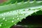 closeup of a freshly split aloe vera leaf