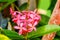 Closeup of freshness pink Ixora flower in the garden