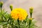 Closeup the freshness Yellow Marigold flower in the garden