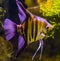 Closeup of a freshwater angelfish, beautiful and popular aquarium pet, tropical fish from the amazon basin