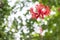 Closeup Fringed hibiscus or Japanese Lantern Scientific name schizopetalus The flowers are red fresh and bloom