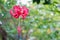 Closeup Fringed hibiscus or Japanese Lantern Scientific name schizopetalus The flowers are red fresh and bloom