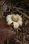 Closeup on a fringed or sessile earthstar mushroom , Geastrum fimbriatum on the forest floor