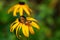 Closeup of Fritillary butterfly on Rudbeckia flower