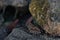 Closeup of a a frog perched atop a rocky outcropping covered in lush, green moss