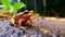 Closeup of a frog sitting in a forest looking to the side. Wildlife image of a beautiful little frog sitting on moss on a blurred