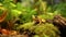 Closeup of a frog sitting in a forest looking to the side. Wildlife image of a beautiful little frog sitting on moss on a blurred