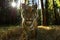 Closeup front look to siberian tiger with sun rays. Dangerous closeup of wild animal. Panthera tigris altaica