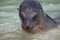 Closeup front on portrait of Galapagos Fur Seal Arctocephalus galapagoensis head sticking out of water Galapagos Islands,