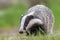 Closeup front view of European Badger outdoors