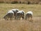 Closeup, front view of four pregnant Hampshire Down ewe sheep grazing in a long winter`s grass field