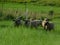 A closeup from a front view, of a herd of adorable lamb sheep walking through green grass fields and pastures