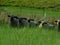 A closeup from a front view, of a herd of adorable lamb sheep walking through green grass fields and pastures