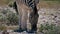 Closeup front view of single striped plains zebra grazing on bush land in Etosha National Park, Namibia.