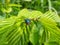 Closeup, frontal macro shot of metallic, shiny blue bottle fly, orange-bearded blue bottle or bottlebe Calliphora vomitoria