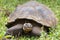 Closeup frontal portrait of domed Galapagos Giant Tortoise in grassy landscape