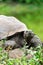 Closeup frontal portrait of domed Galapagos Giant Tortoise in grassy landscape