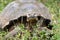 Closeup frontal portrait of domed Galapagos Giant Tortoise in grassy landscape with small flowers in foreground