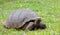 Closeup frontal portrait of domed Galapagos Giant Tortoise in grassy landscape with small flowers in foreground