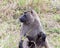 Closeup frontview of adult baboon sitting in grass with head turned to right