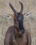 Closeup frontview adult Topi head standing in grass with head raised looking at camera