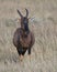 Closeup frontview adult Topi head standing in grass with head raised looking at camera