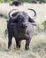 Closeup frontview of a cape buffalo with head raised looking directly into the camera with mouth closed