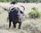 Closeup frontview of a cape buffalo with head raised looking directly into the camera with mouth open