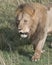 Closeup frontview face of large male lion